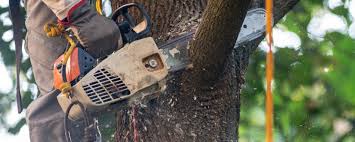 Best Tree Trimming and Pruning  in Caldwell, OH