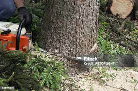 Best Palm Tree Trimming  in Caldwell, OH