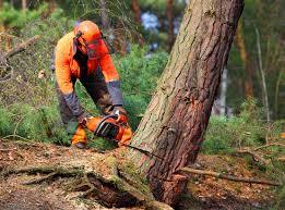 How Our Tree Care Process Works  in  Caldwell, OH