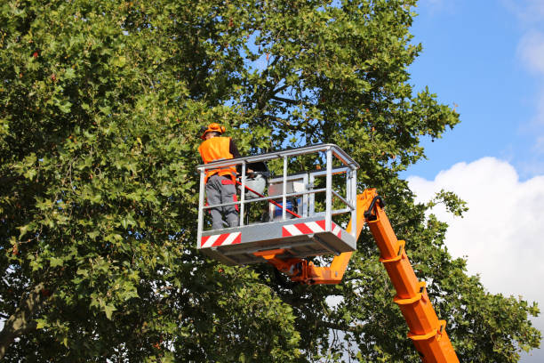 Best Root Management and Removal  in Caldwell, OH