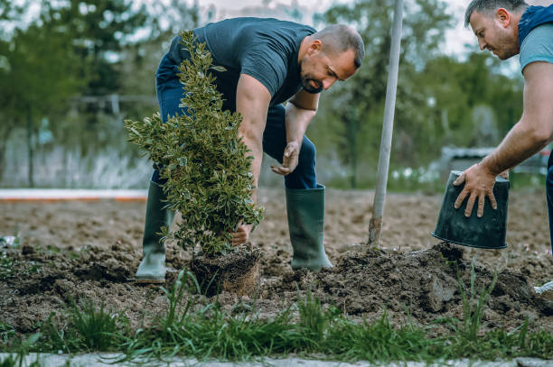 Best Tree Cabling and Bracing  in Caldwell, OH