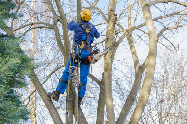 Best Emergency Tree Removal  in Caldwell, OH