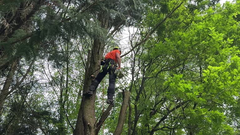 Best Arborist Consultation Services  in Caldwell, OH