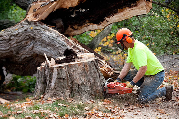 Best Fruit Tree Pruning  in Caldwell, OH