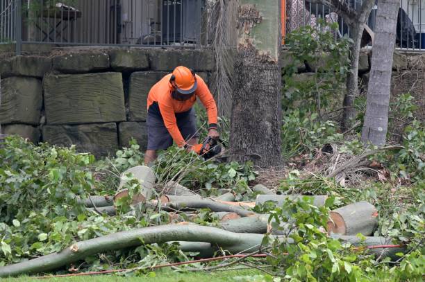 Best Commercial Tree Services  in Caldwell, OH