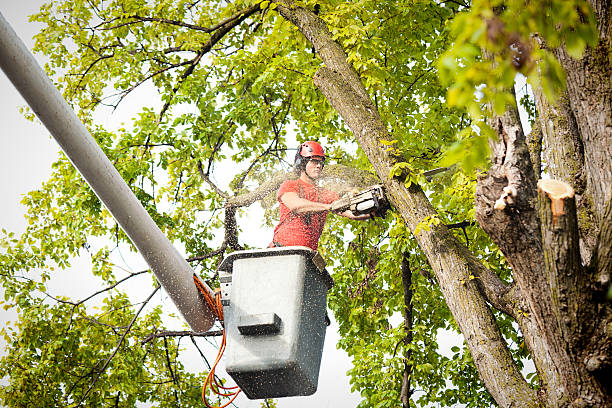 Seasonal Cleanup (Spring/Fall) in Caldwell, OH