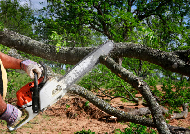 Best Lawn Maintenance Plans  in Caldwell, OH